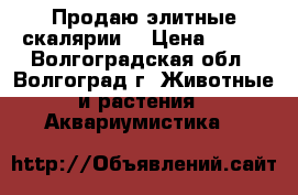 Продаю элитные скалярии. › Цена ­ 100 - Волгоградская обл., Волгоград г. Животные и растения » Аквариумистика   